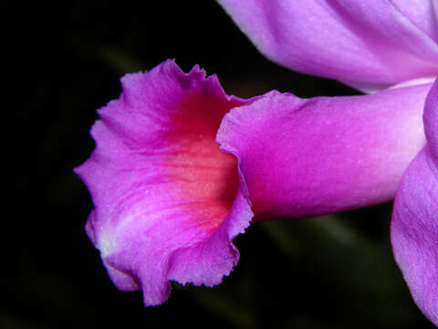 Image of Sobralia labiata Warsz. & Rchb. fil.