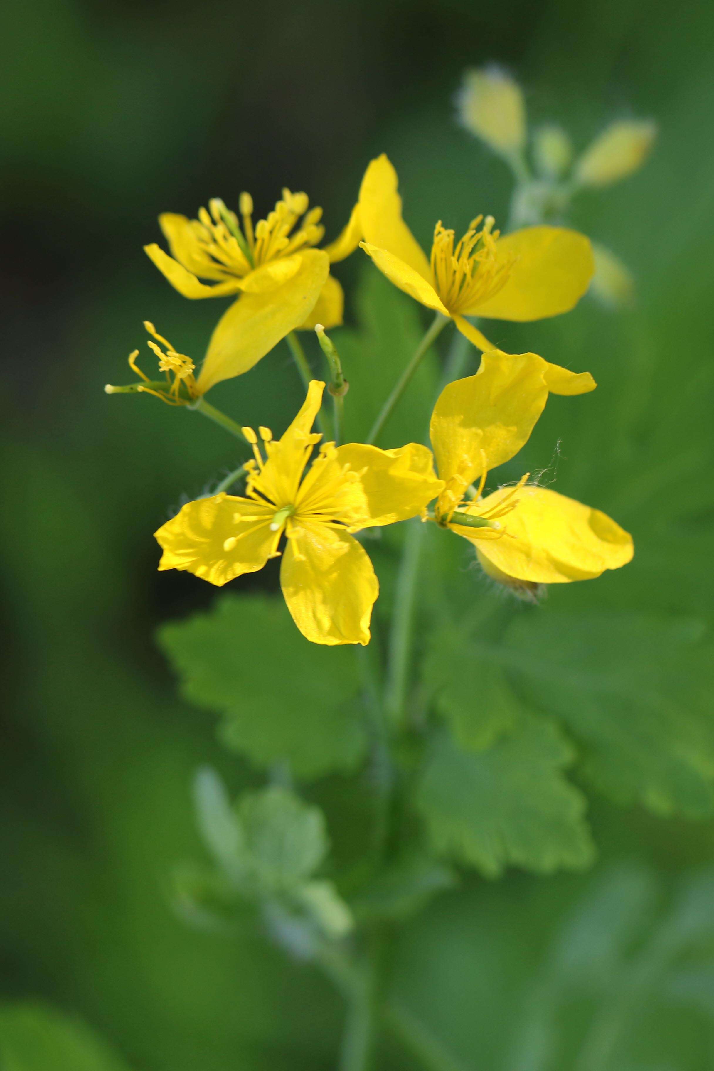 Chelidonium resmi