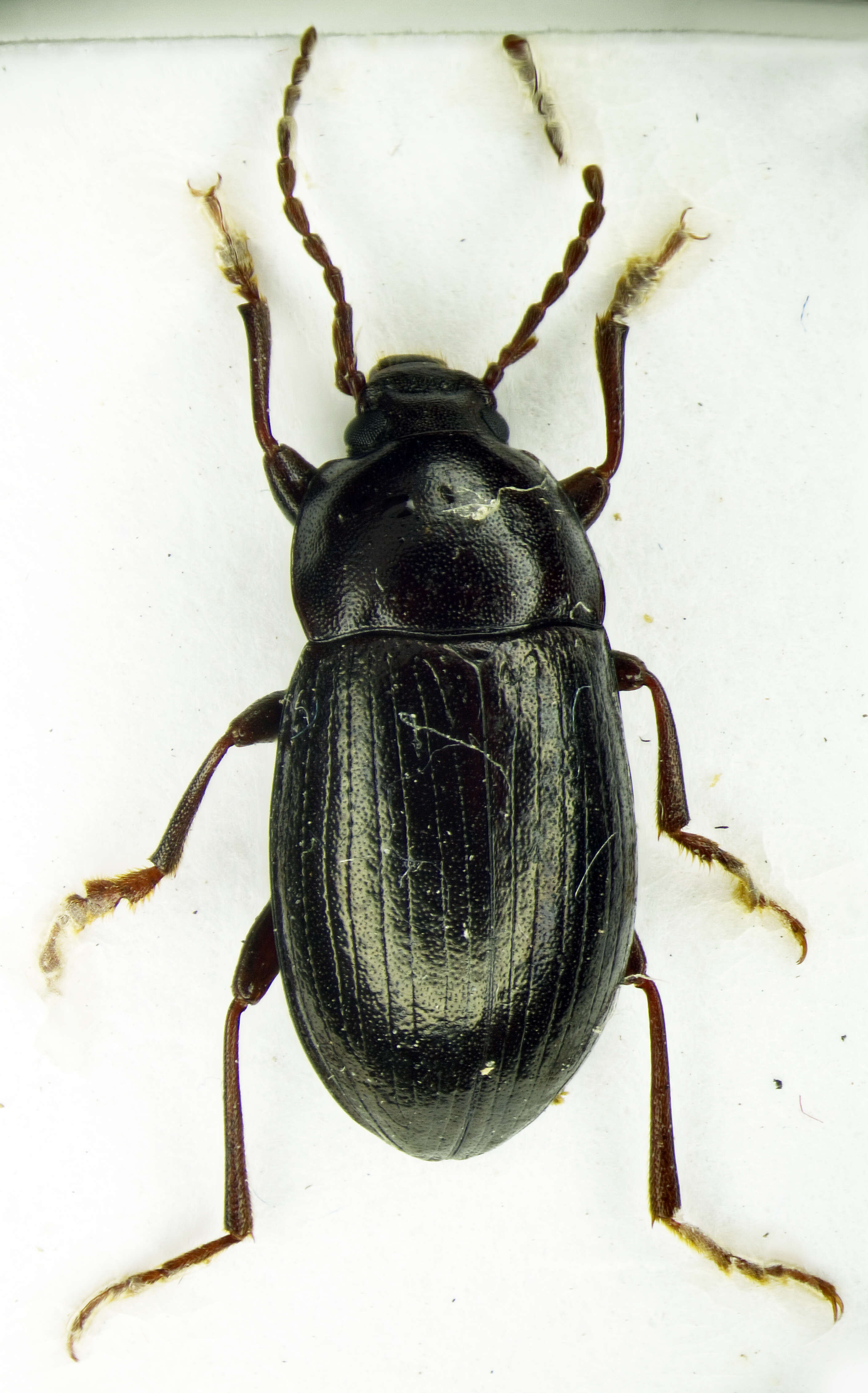 Image de Cylindronotus