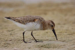 Image of Curlew Sandpiper