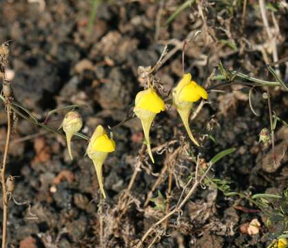 Image of Nanorrhinum heterophyllum subsp. heterophyllum