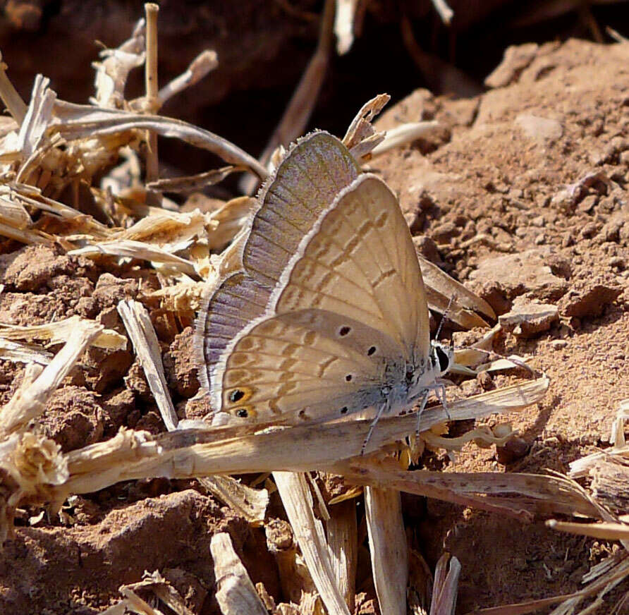 Image of Euchrysops