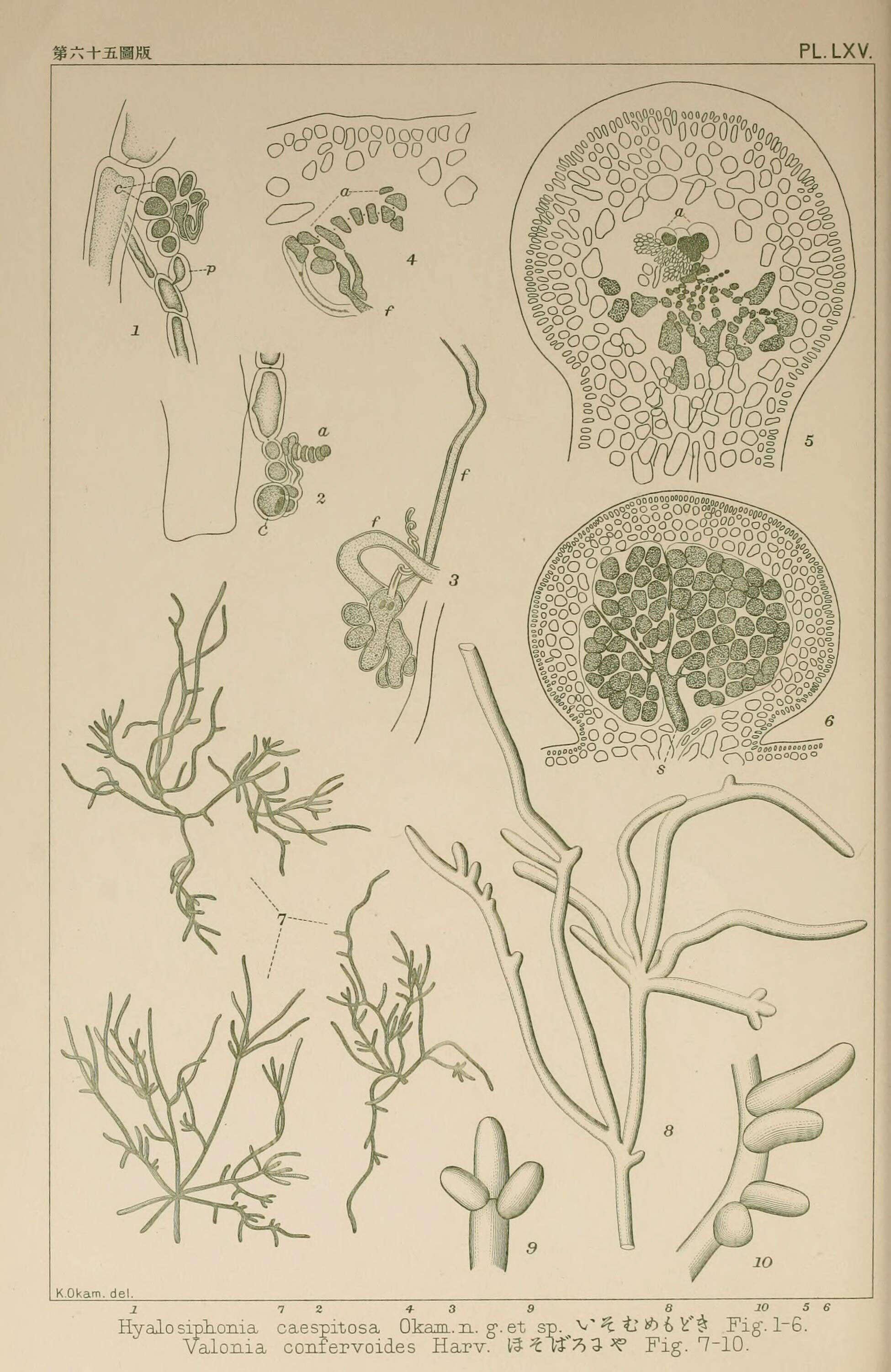 Image of Dumontiaceae