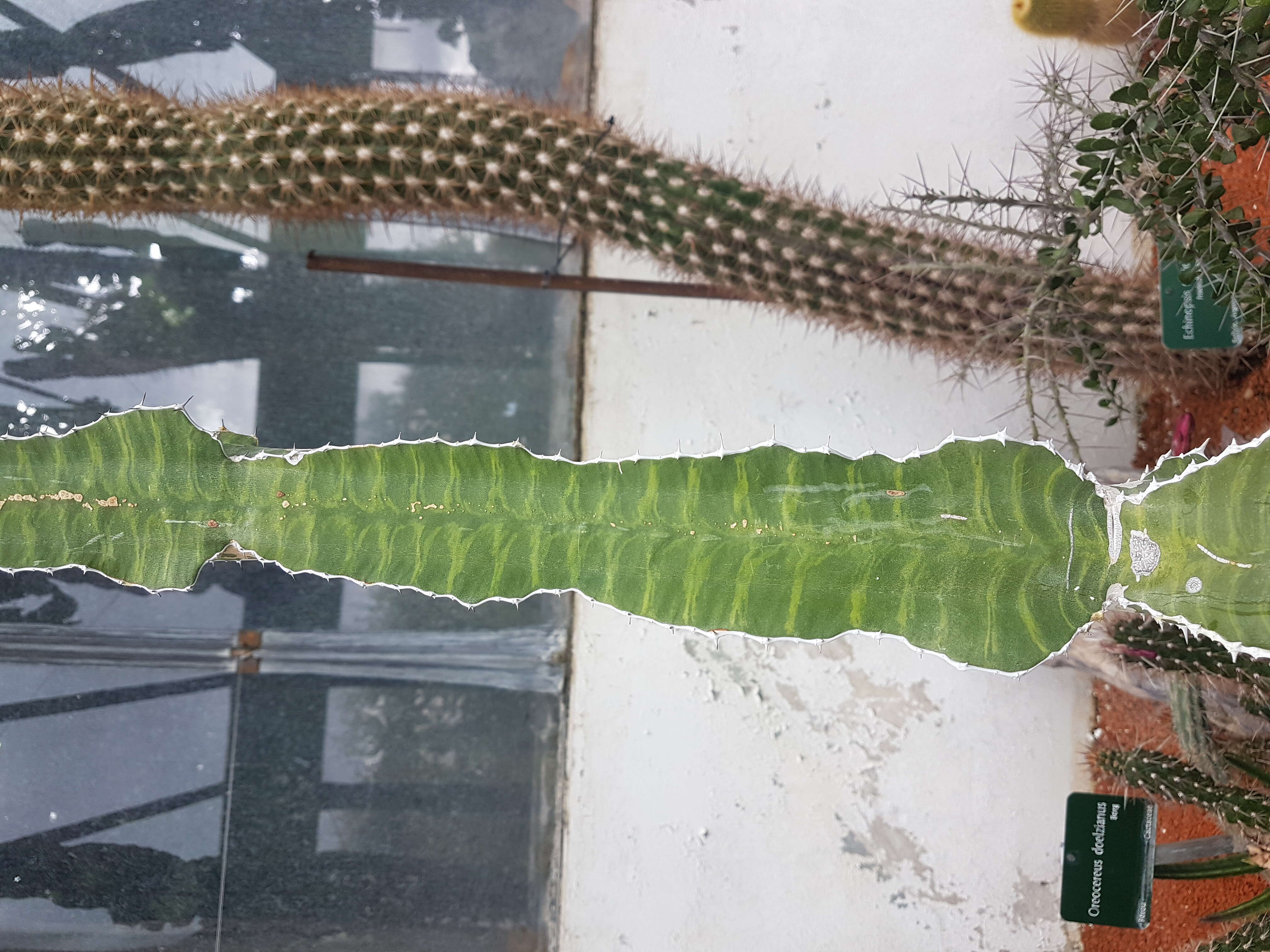 Image of Euphorbia grandialata R. A. Dyer