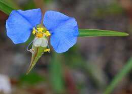 Image of Blousel Blommetjie