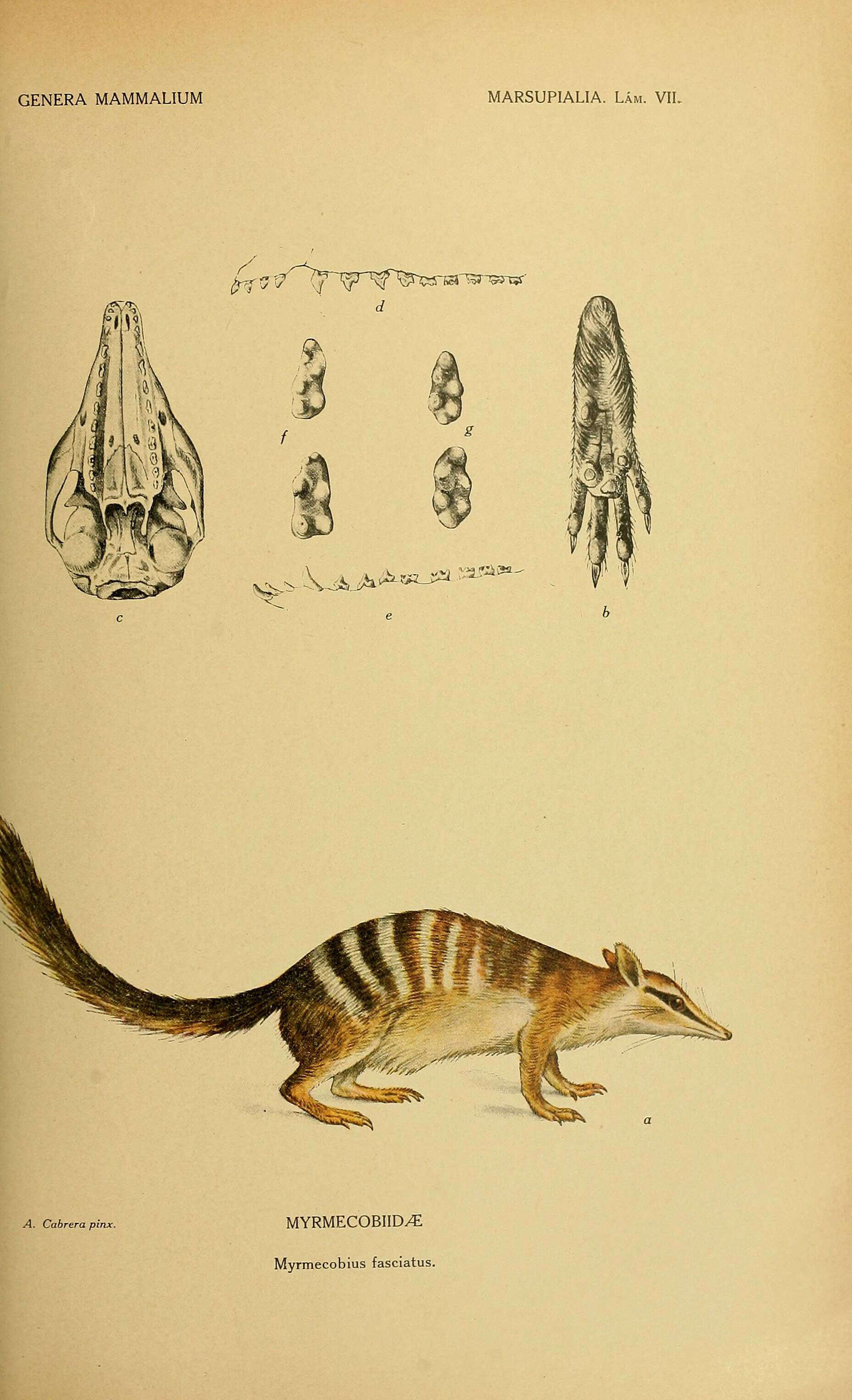 Myrmecobiidae Waterhouse 1841的圖片