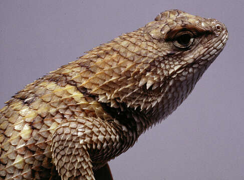 Image of Duges' Spiny Lizard