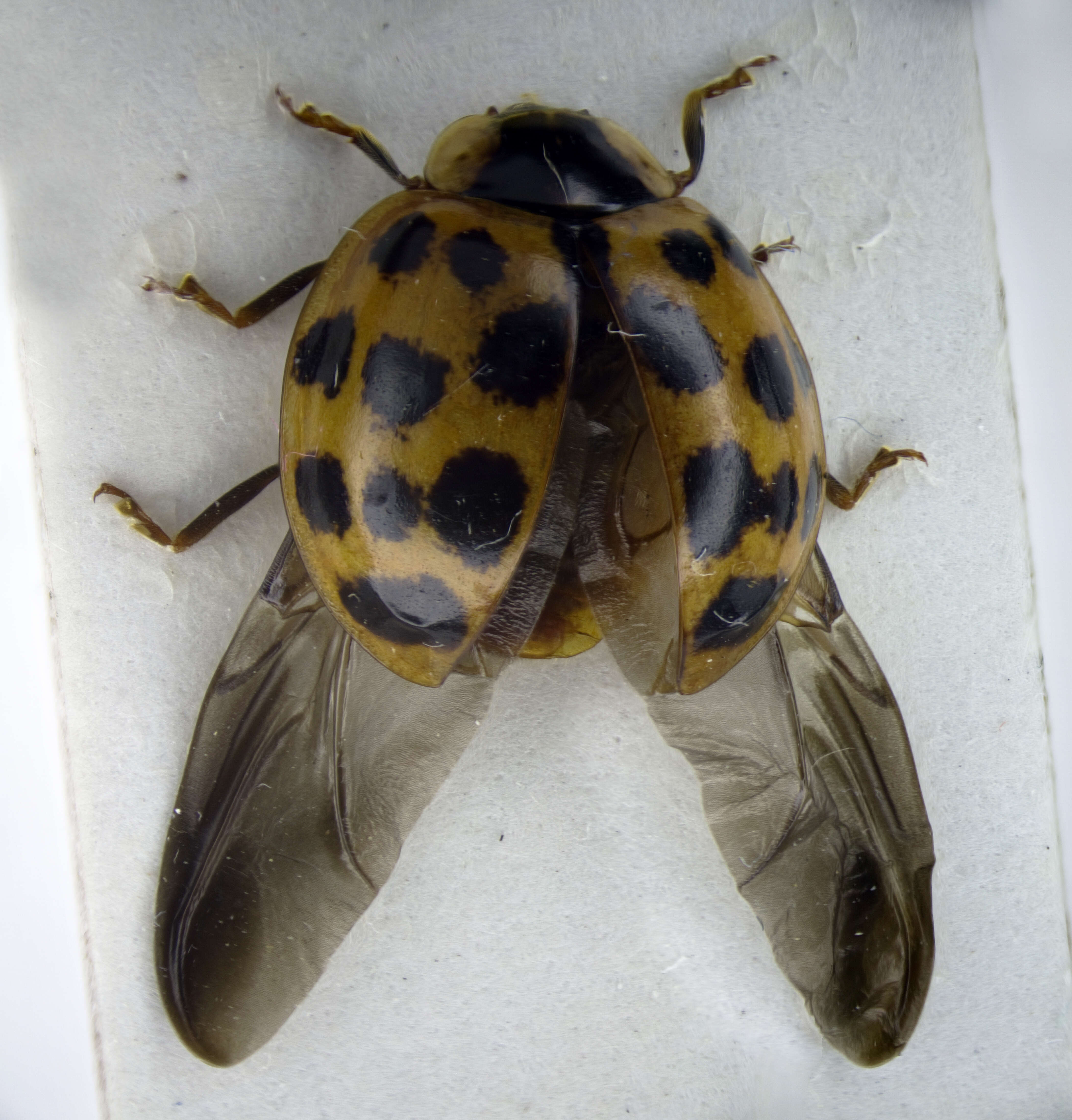 Sivun Harmonia quadripunctata (Pontopiddian 1763) kuva