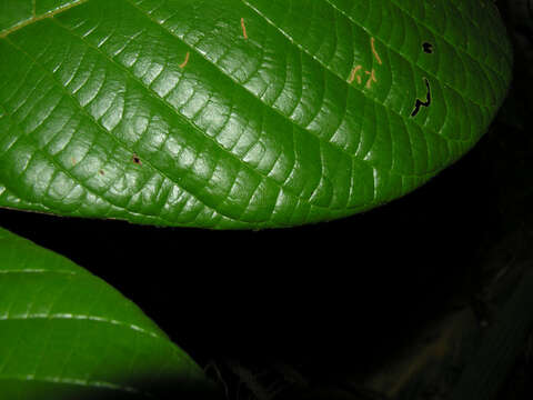 Image of Hiraea grandifolia Standl. & L. O. Williams