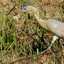 Image of Whistling Heron