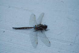 Image of Blue-eyed Darner