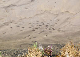 Image of Cottonball Marsh Pupfish