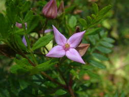 Boronia alata Sm. resmi