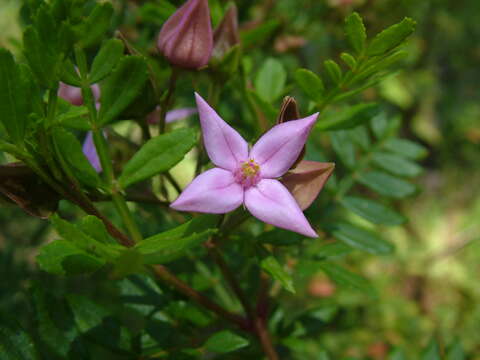 Image of Winged Boronia