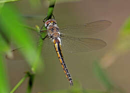 Image of Sepia Baskettail