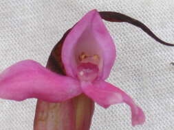 Imagem de Disa stairsii Kraenzl.