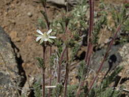 Image of White Mountain horkelia