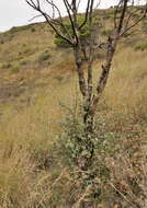 Image of Holm Oak