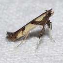 Imagem de Caloptilia blandella (Clemens 1864)