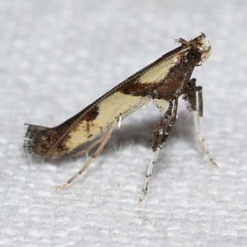 Image of Walnut Caloptilia