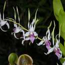Image de Dendrobium stratiotes Rchb. fil.