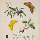 Image de Opodiphthera astrophela Walker 1855