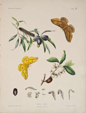 Image of Opodiphthera Wallengren 1858