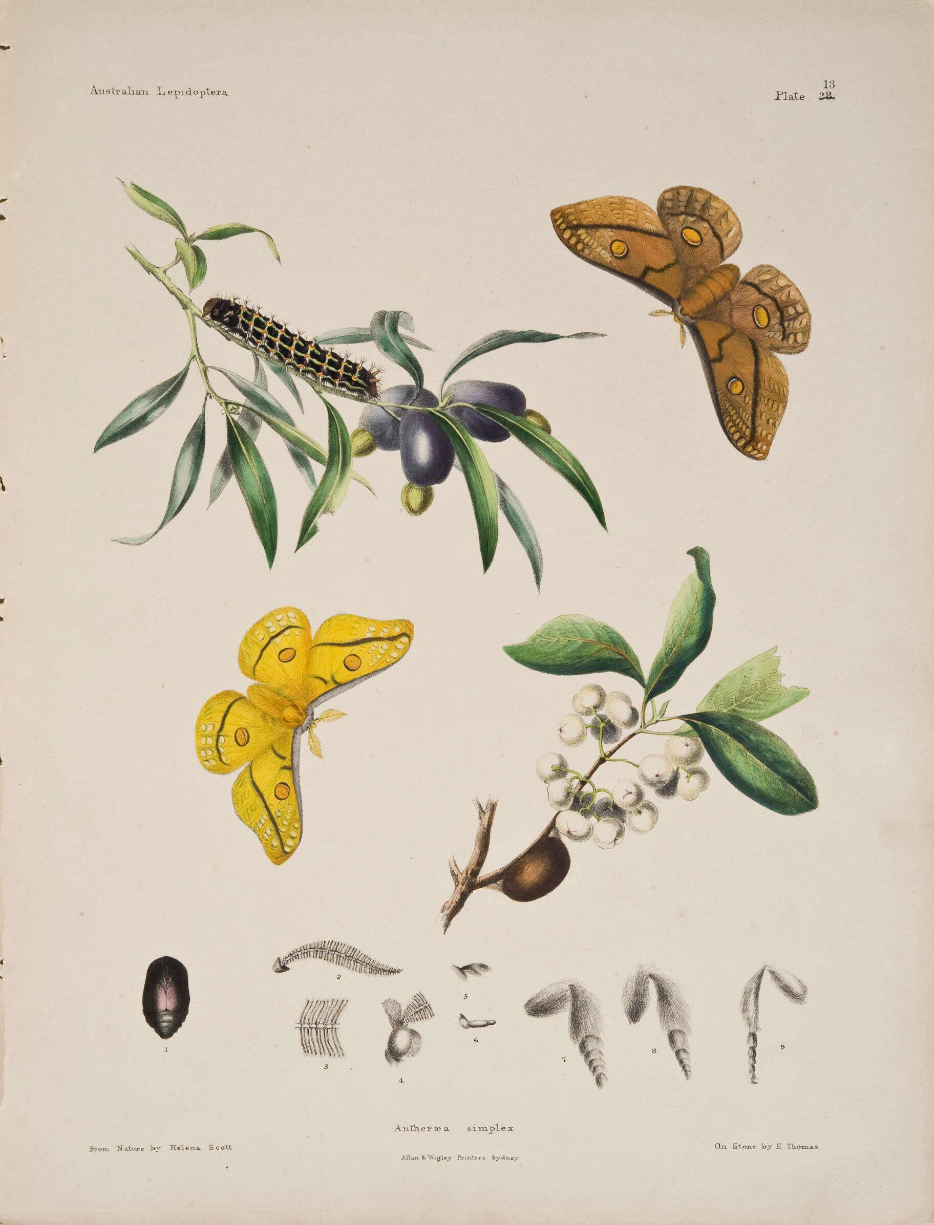 Imagem de Opodiphthera Wallengren 1858