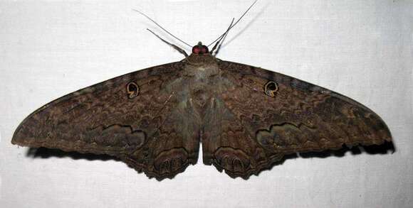 Imagem de Ascalapha odorata Linnaeus 1758