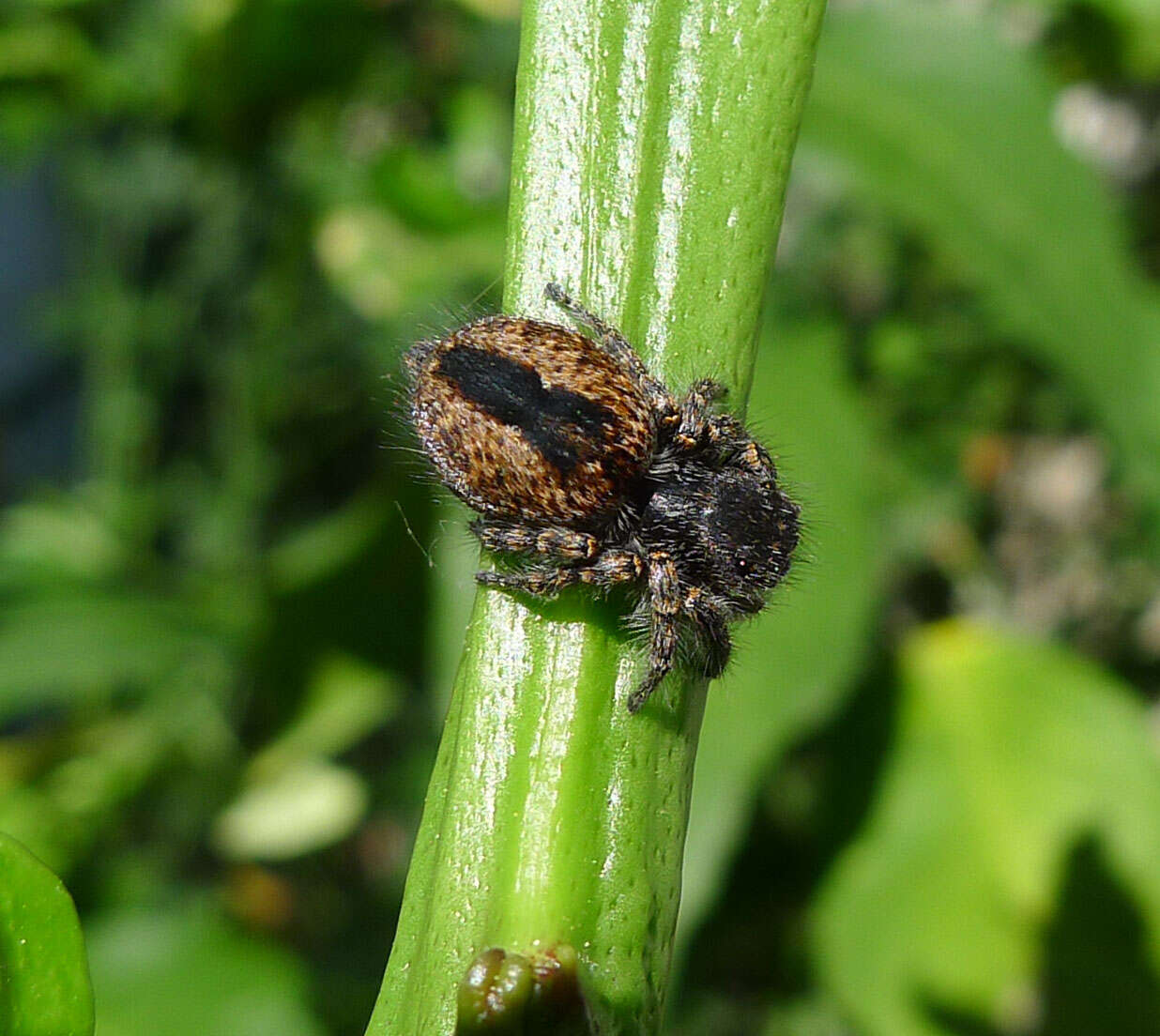 Image of Philaeus chrysops (Poda 1761)