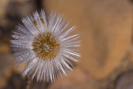 Image of coltsfoot