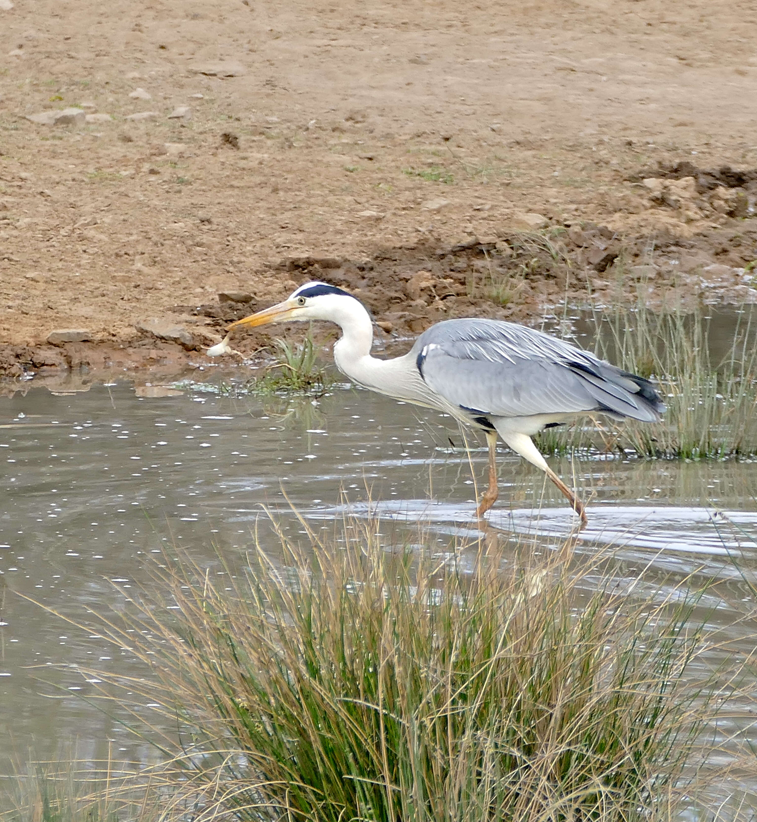 Image of Grey Heron