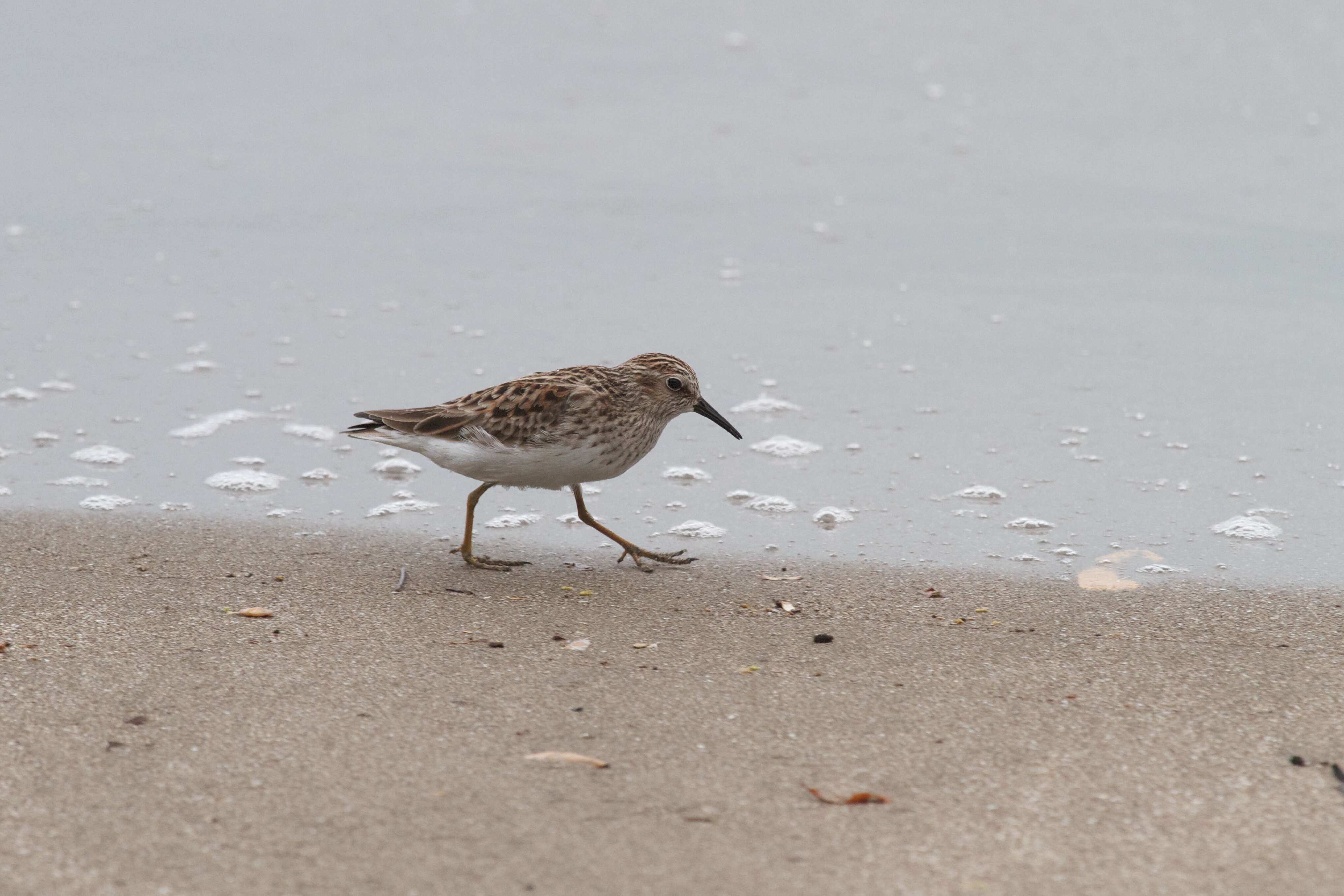 Image of Calidris Merrem 1804