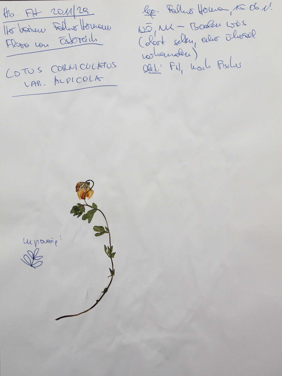 Image of Lotus alpicola (Beck) Miniaev, Ulle & Krytzka
