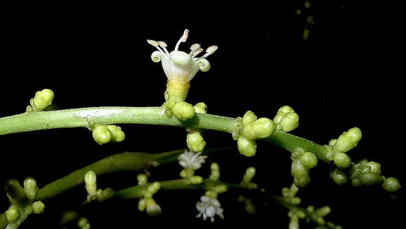 Image of Pausandra morisiana (Casar.) Radlk.