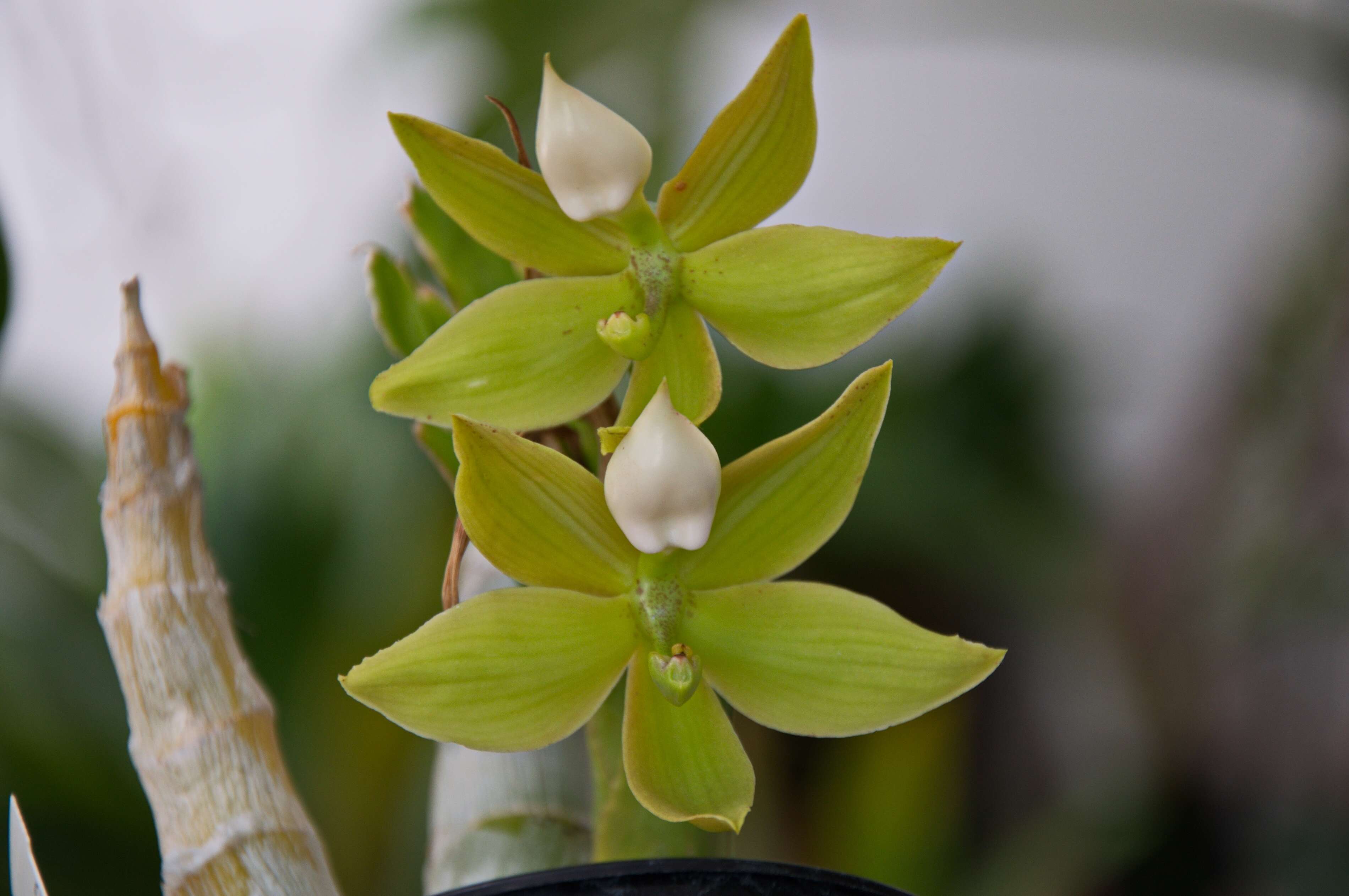 Image of Cycnoches