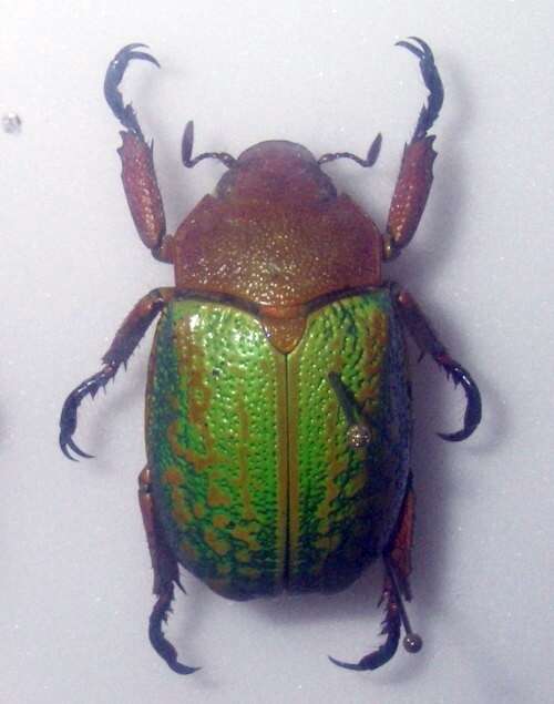 Image of Jewel scarab