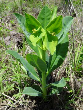 Image of Euphorbia platycephala Pax