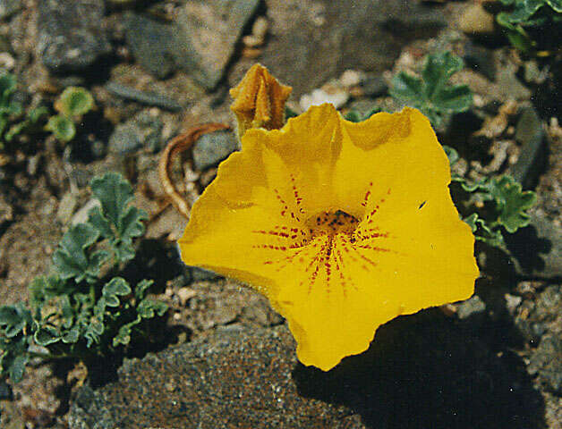 Image of Argylia uspallatensis DC.