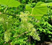 Image of River-Bank Grape