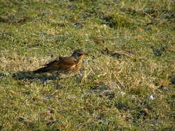 Image of Thrush