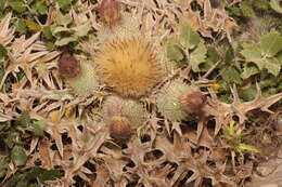 Image of Cirsium echinatum (Desf.) DC.