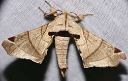 Image of apatelodod moths