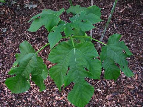 Image of paper mulberry