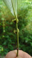 صورة Chaetocarpus echinocarpus (Baill.) Ducke