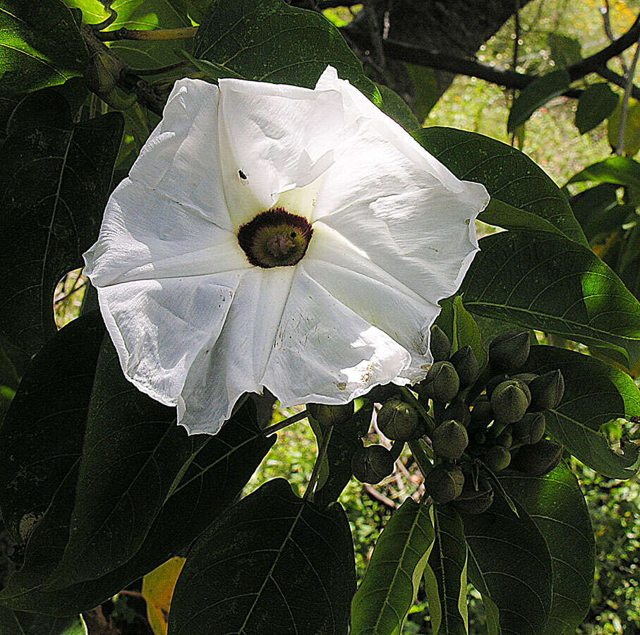 Image of tree morning glory