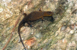 Image of Nicobar Island Skink