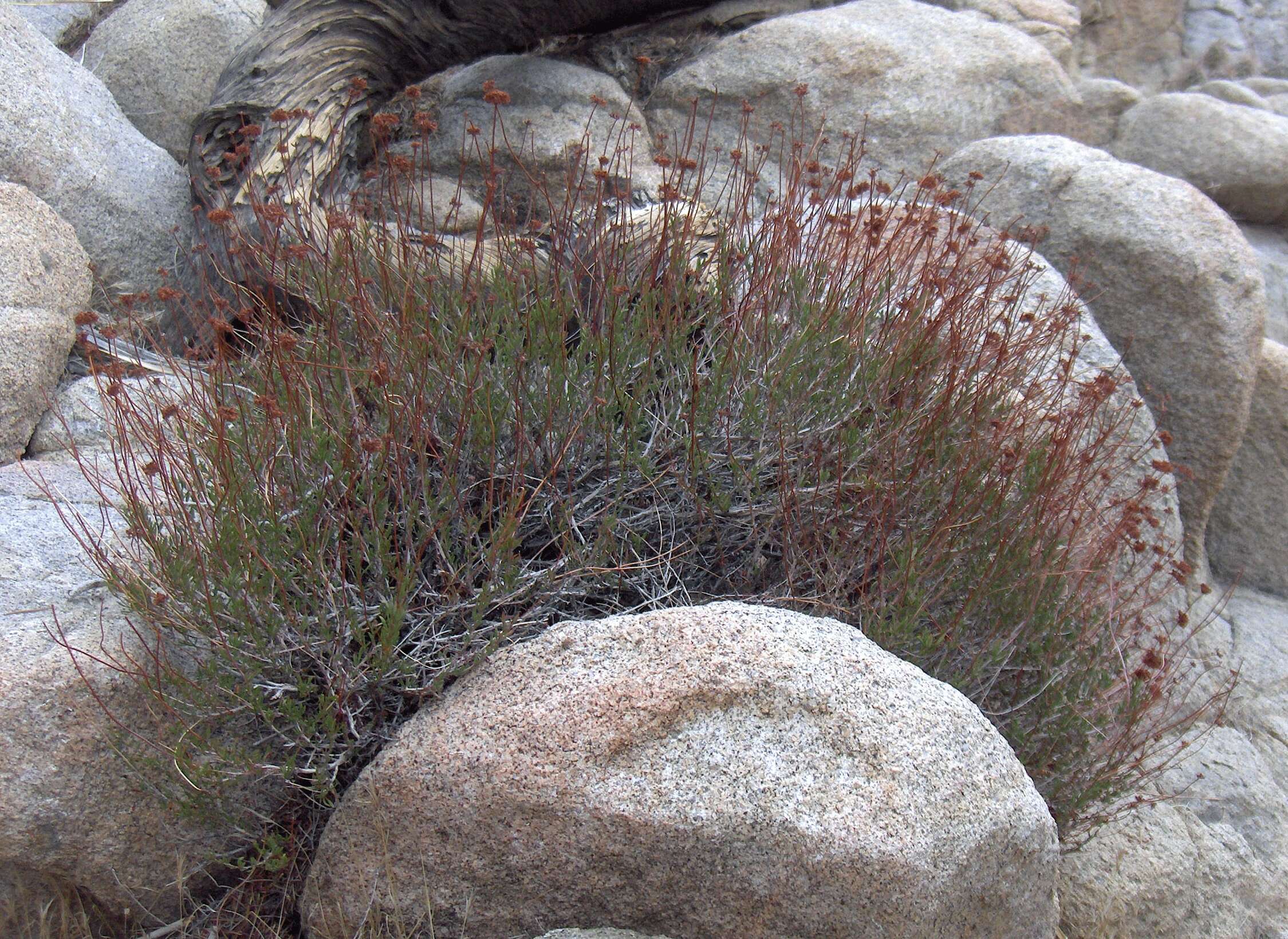 Imagem de Eriogonum fasciculatum Benth.