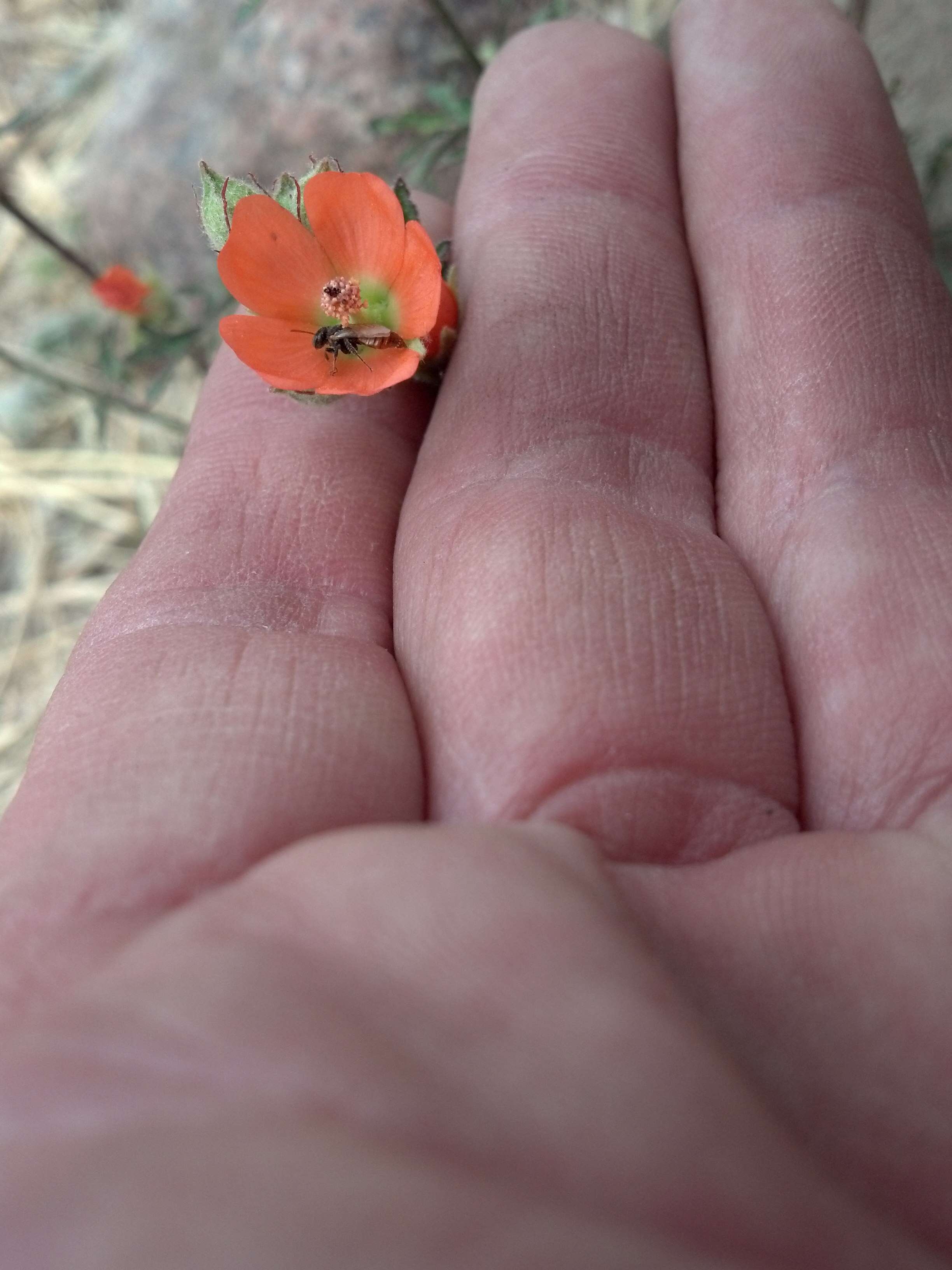 Imagem de Sphaeralcea rusbyi A. Gray