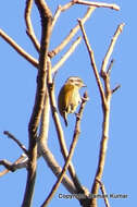 Image of Speckled Piculet